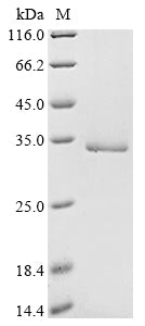 Greater than 90% as determined by SDS-PAGE.Recombinant Ricinus Communis Ricin Protein (His)