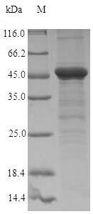 Greater than 90% as determined by SDS-PAGE.