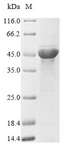 Greater than 85% as determined by SDS-PAGE.Recombinant E.Coli Outer Membrane Protein F (OMPF) Protein (His&Myc)