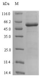 Greater than 90% as determined by SDS-PAGE.Recombinant E.Coli Lactose Operon Repressor (LACI) Protein (His-SUMO)