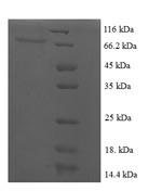 Greater than 90% as determined by SDS-PAGE.