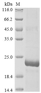 Greater than 85% as determined by SDS-PAGE.