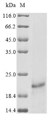 Greater than 90% as determined by SDS-PAGE.Recombinant Human Papillomavirus Type 16 Protein E7 (E7) Protein (His)