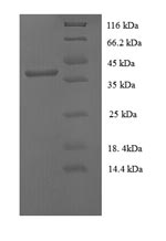 Greater than 90% as determined by SDS-PAGE.Recombinant Human Papillomavirus Type 16 Protein E7 (E7) Protein (GST)
