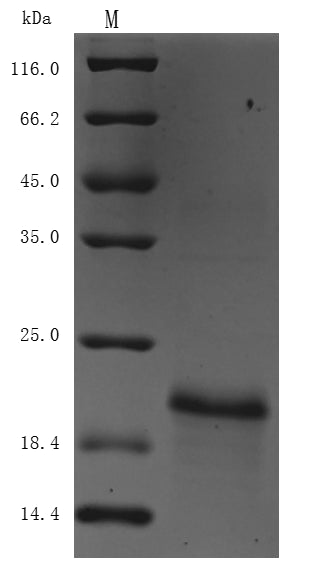 Greater than 90% as determined by SDS-PAGE.Recombinant Human Papillomavirus Type 16 Protein E7 (E7) Protein (His&His), Active