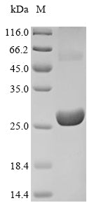 Greater than 85% as determined by SDS-PAGE.Recombinant Epstein-Barr Virus Viral Interleukin-10 Homolog (BCRF1) Protein (His&Myc)