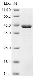Greater than 85% as determined by SDS-PAGE.Recombinant Epstein-Barr Virus Deneddylase Bplf1 (BPLF1) Protein (His&Myc)