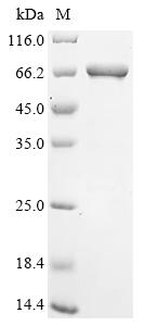 Greater than 85% as determined by SDS-PAGE.