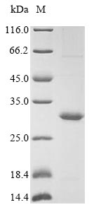 Greater than 85% as determined by SDS-PAGE.Recombinant Epstein-Barr Virus Glycoprotein Bdlf3 (BDLF3) Protein (His&Myc)