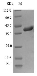 Greater than 90% as determined by SDS-PAGE.