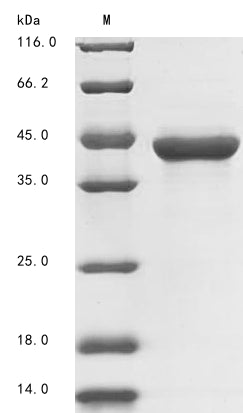 Greater than 90% as determined by SDS-PAGE.