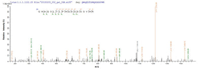 Based on the SEQUEST from database of E.coli host and target protein, the LC-MS/MS Analysis result of this product could indicate that this peptide derived from E.coli-expressed Yellow fever virus (strain 17D vaccine) (YFV) N/A.Recombinant Yellow Fever Virus Genome Polyprotein Protein (His-GST&Myc)