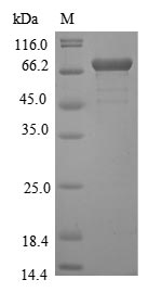 Greater than 85% as determined by SDS-PAGE.Recombinant Yellow Fever Virus Genome Polyprotein Protein (His-GST&Myc)