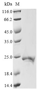 Greater than 85% as determined by SDS-PAGE.Recombinant Enterobacteria Phage Ms2 Capsid Protein (CP) Protein (His&Myc)