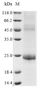 Greater than 85% as determined by SDS-PAGE.Recombinant Human Papillomavirus Type 11 Replication Protein E1 (E1) Protein (His)