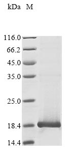 Greater than 85% as determined by SDS-PAGE.