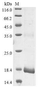 Greater than 90% as determined by SDS-PAGE.