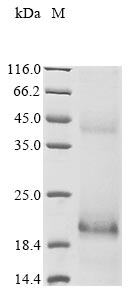 Greater than 90% as determined by SDS-PAGE.Recombinant Human Papillomavirus Type 11 Protein E7 (E7) Protein (His&Myc)