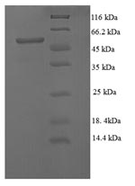 Greater than 90% as determined by SDS-PAGE.