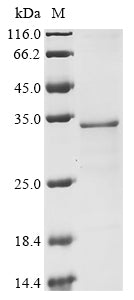 Greater than 85% as determined by SDS-PAGE.