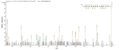 Based on the SEQUEST from database of E.coli host and target protein, the LC-MS/MS Analysis result of this product could indicate that this peptide derived from E.coli-expressed Enterobacteria phage T4 (Bacteriophage T4) uvsY.Recombinant Enterobacteria Phage T4 Recombination Protein Uvsy (UVSY) Protein (His-SUMO)