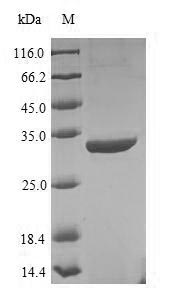 Greater than 90% as determined by SDS-PAGE.Recombinant Enterobacteria Phage T4 Recombination Protein Uvsy (UVSY) Protein (His-SUMO)