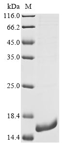 Greater than 90% as determined by SDS-PAGE.