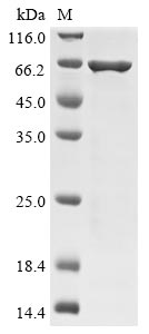 Greater than 85% as determined by SDS-PAGE.