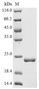 Greater than 90% as determined by SDS-PAGE.Recombinant Enterobacteria Phage T4 Recombination Protein Uvsy (UVSY) Protein (His-Avi)