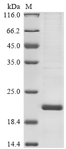 Greater than 85% as determined by SDS-PAGE.