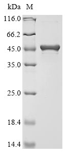 Greater than 90% as determined by SDS-PAGE.Recombinant Aggregatibacter Actinomycetemcomitans Beta-N-Acetylhexosaminidase (DSPB) Protein (His&Myc)