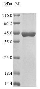 Greater than 85% as determined by SDS-PAGE.
