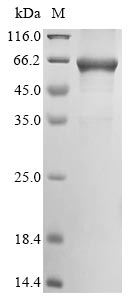 Greater than 85% as determined by SDS-PAGE.Recombinant Mycobacterium Smegmatis 3-Oxosteroid 1-Dehydrogenase (KSDD) Protein (His&Myc)