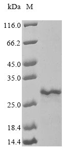 Greater than 85% as determined by SDS-PAGE.Recombinant Mycobacterium Smegmatis Porin Mspa (MSPA) Protein (His)
