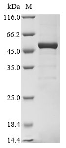 Greater than 85% as determined by SDS-PAGE.Recombinant Plasmodium Ovale Tryptophan-Rich Protein (POWCR01_000150100) Protein (His&Myc)
