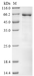 Greater than 85% as determined by SDS-PAGE.Recombinant Gossypium Hirsutum Protein Brassinazole-Resistant 1-Like (LOC107910168) Protein (His-SUMO&His)