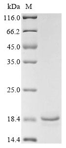 Greater than 85% as determined by SDS-PAGE.Recombinant Mouse C-C Motif Chemokine 21C (CCL21C)