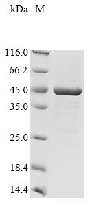 Greater than 85% as determined by SDS-PAGE.Recombinant Mycobacterium Bovis Diacylglycerol Acyltransferase/Mycolyltransferase Ag85A (FBPA) Protein (His)