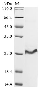 Greater than 90% as determined by SDS-PAGE.