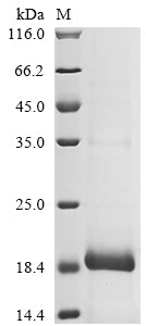 Greater than 85% as determined by SDS-PAGE.