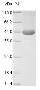 Greater than 85% as determined by SDS-PAGE.