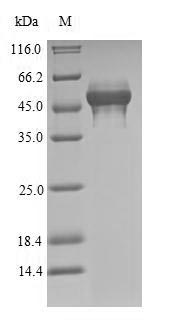 Greater than 90% as determined by SDS-PAGE.Recombinant Penaeus Monodon Tropomyosin (TM1) Protein (His-SUMO)