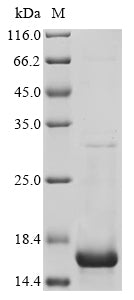 Greater than 85% as determined by SDS-PAGE.Recombinant Protein A Protein (His)