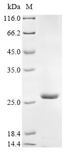 Greater than 85% as determined by SDS-PAGE.Recombinant Coxiella Burnetii Uncharacterized Protein (CBU_0425) Protein (His)