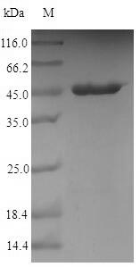 Greater than 90% as determined by SDS-PAGE.
