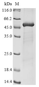 Greater than 85% as determined by SDS-PAGE.