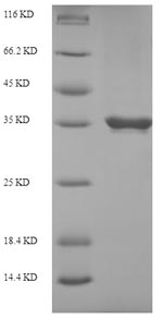 Greater than 90% as determined by SDS-PAGE.