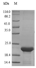 Greater than 90% as determined by SDS-PAGE.