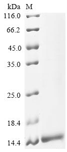 Greater than 90% as determined by SDS-PAGE.Recombinant Medicago Truncatula Carbohydrate-Binding Module Family Protein (MTR_4G091000) Protein (His&Myc)