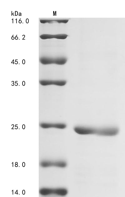 Greater than 85% as determined by SDS-PAGE.Recombinant Medicago Truncatula Lysm Domain Protein (MTR_4G091020) Protein (His-SUMO)